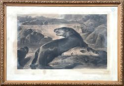 Large framed antique engraving - Charles George Lewis (1808-1880). Salmon and Otter, mounted under