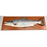 2021 Ronnie Glass carved wooden Salmon 34lb fish, impressive example mounted on hardwood board