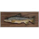 2024 Ronnie Glass carved wood Brown Trout - 5lb from Caithness Lock - on wooden display board with