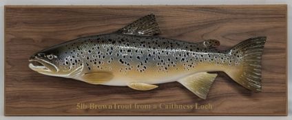 2024 Ronnie Glass carved wood Brown Trout - 5lb from Caithness Lock - on wooden display board with