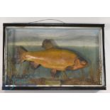 Cased Fish - Preserved Tench in glazed flat front case, 26"x17"x5", fish mounted against a