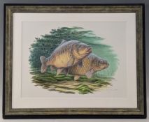 Chris Turnbull (b.1950) original watercolour painting Mirror and Common Carp, 2012 well framed and