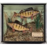 Pair of Taxidermy Cased Fish: Perch, The Sergeant Major - in an oblong glass case, with painted