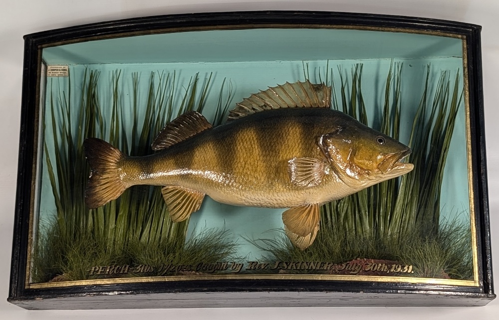 Fine J Cooper & Son Taxidermy Case Perch, bow fronted case with gold lettering Perch 3lbs 1 ½ oz - Image 3 of 3