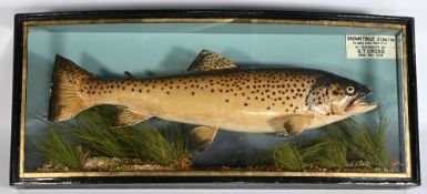 A fine J Cooper & Sons London Cased Fish Brown Trout caught by Mr G T Cross with a May fly -26th