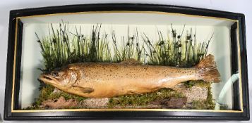 Large Brown Trout Cased Fish 1985 Derwent in bow fronted case - size #24cm x 42cm x 90cm