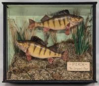 Pair of Taxidermy Cased Fish: Perch, The Sergeant Major - in an oblong glass case, with painted