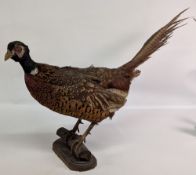 Taxidermy Cock Pheasant Bird, mounted on a branch with age related wear