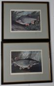 4x Framed Bernard Venables Fishing Prints c1962, of Perch, Roach, Chub and Pike, well framed and