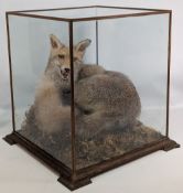 Taxidermy: Cased Fox by N Dewhurst Shropshire, large fox at rest, well modelled with mouth open,