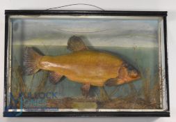 Cased Fish - Preserved Tench in glazed flat front case, 26