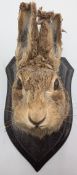 Taxidermy: A Hare Mask on Wooden Shield, one ear has damage - SB willow field 2/12/64