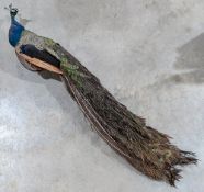 Taxidermy: A Fine Peacock Bird perched on a branch, by N Dewhurst Shropshire, overall length #188 on