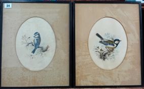 John Duncan (British, late 19th/early 20th century) two watercolour on paper birds, blue tits,