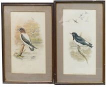 After John Gould, Two Framed Ornithological Prints of Artamus Monachus, Temam. and Artamus Maximus