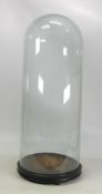 Tall Glass Dome with footed wooden base 58cm tall x 23cm dia