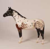 Beswick Appaloosa 1772.