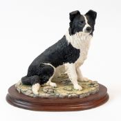 Border Fine Arts 'Border Collie', model no. MT07 by M. Turner, on wooden plinth. (H: 24cm)