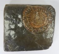 Copper iridescent Caloceras ammonite fossil. (H: 16cm x L: 18cm)