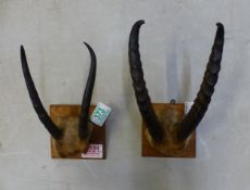 Pair of antlers/horns with partial cranium of an Alpine Chamois and a similar example, both
