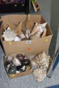 TWO BOXES OF LARGE SEASHELLS AND A QUANTITY OF STONE EGGS, to include two large starfish, Scallop
