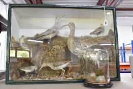 TWO CASED TAXIDERMY BIRD DISPLAYS, comprising seven birds featuring Curlew, Sandpiper's and