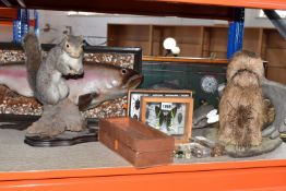 A SMALL SELECTION OF ANIMAL THEMED ITEMS, to include a taxidermy Grey Squirrel mounted on a