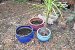 THREE LARGE GLAZED PLANT POTS, one with a Yucca tree planted, 40cm in diameter (3). Condition