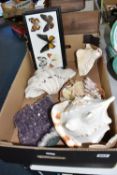 A BOX OF NATURAL HISTORY INTEREST to include two framed Butterfly specimen groups to include 'The