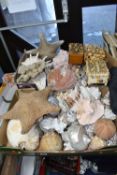 TWO BOXES OF LOOSE AND WORKED SEA SHELLS, to include three shell craft boxes, large conch shell