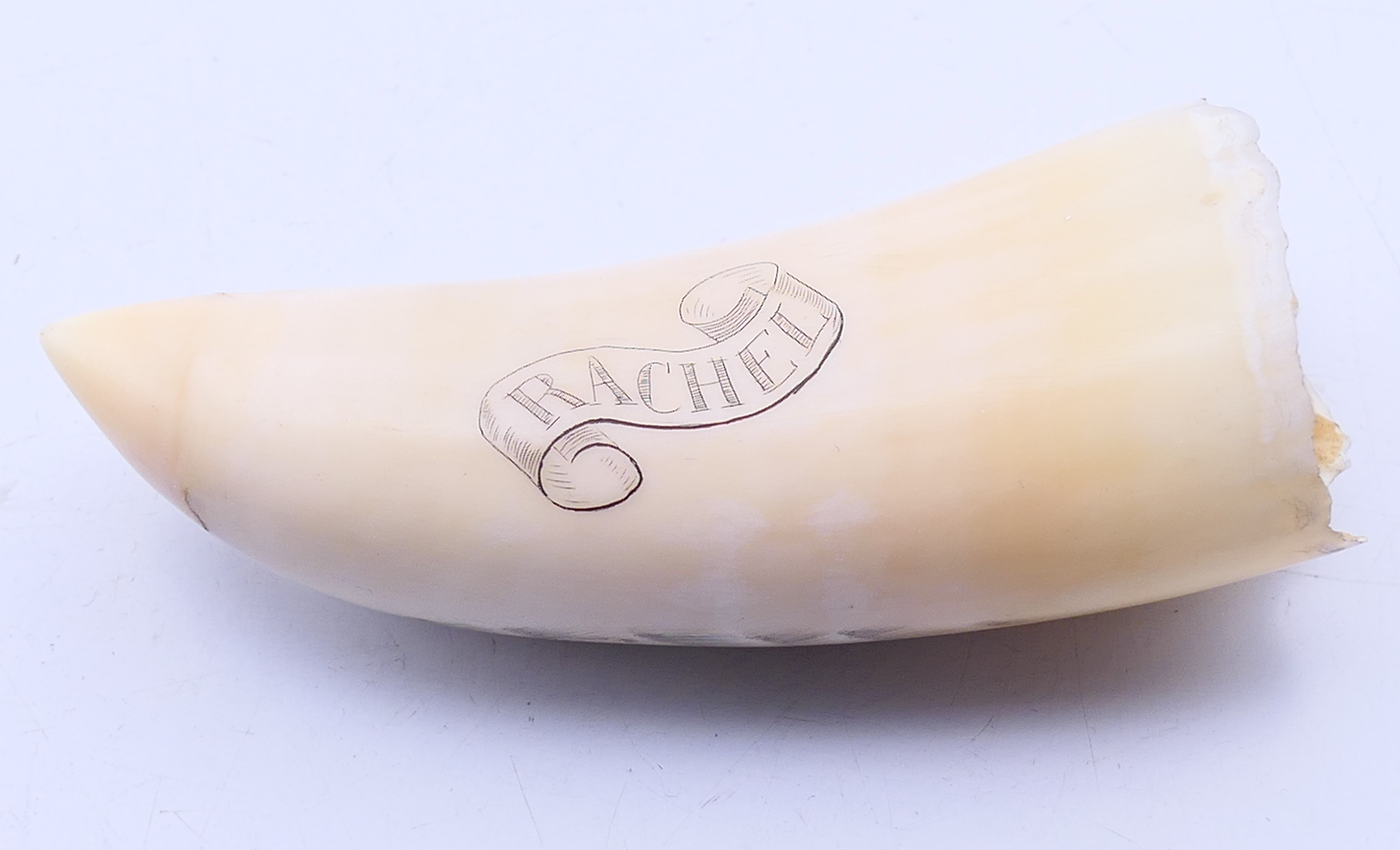 A scrimshaw whales tooth, one side engraved with a ship and boats, the other inscribed RACHEL. - Image 4 of 5