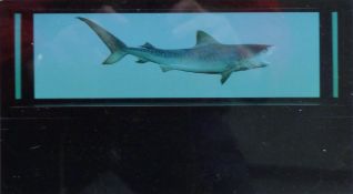 HIRST, DAMIEN (born 1965) British (AR), Beautiful Inside My Head Forever - 