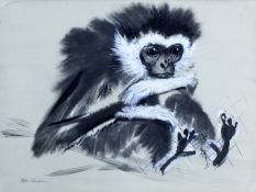 THOMPSON, RALPH (1913-2009) British (AR), Colobus Monkey, watercolour and wash, signed, unframed.