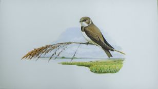 BURN, HILARY (born 1946) British (AR), Sand Martin, watercolour, unframed. 14.5 x 25 cm.