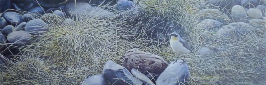 BOYER, TREVOR (born 1948) British (AR), Wheatear, artist's proof print, signed, unframed. 11.