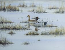 DALY, DAVID (20th century) British (AR), Pintail, watercolour, signed and dated '90, unframed.