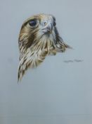 MOSES, LEIGHTON (20th Century) British (AR), Raptor Study, watercolour, signed, unframed. 22.