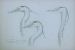 DILLON, NICHOLAS (born 1966) New Zealand (AR), Grey Heron Studies, pencil, signed and dated 1991,