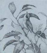 AUSTEN, WINIFRED (1876-1964) British (AR), Lesser Whitethroat, etching, signed in the margin,