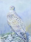 LISHMAN, JAMES (1931-2024) British (AR), Buzzard, watercolour, signed, framed and glazed. 33 x 23.
