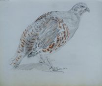 SHEPPARD, RAYMOND (1913-1958) British (AR), Grey Partridge, pencil and crayon, unframed. 20.5 x 24.