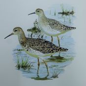 BURN, HILARY (born 1946) British (AR), Ruffs, watercolour, unframed. 26.5 x 23 cm.