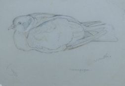 AUSTEN, WINIFRED (1876-1964) British (AR), Wood Pigeon, pencil, signed, unframed. 19.5 x 27.5 cm.