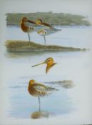 DILLON, NICHOLAS (born 1966) New Zealand (AR), Black Tailed Godwits, watercolour,