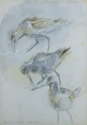 ATKINSON, KIM (born 1962) British (AR), Bartailed Godwits, Solfach Enlli, watercolour, signed,