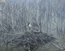 HOSKING, OBE Hon FRPS FBIPP, ERIC (1909-1991) British (AR), Great Crested Grebe, photograph,