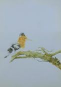 REED, BRIAN (born 1934) British (AR), Juvenile Hoopoe, watercolour, unframed. 31.5 x 23 cm.