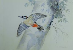 SOPER, EILEEN (1905-1990) British (AR), Lesser Spotted Woodpecker, watercolour, signed, unframed.