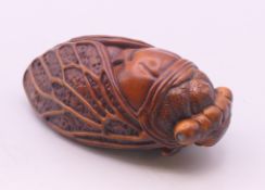 A model of a cicada. 7.5 cm long.