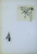 SHEPPARD, RAYMOND (1913-1958) British (AR), Magpie and Jungle Fowl, pencil and ink, unframed.